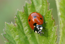 Ladybug on Dewberry