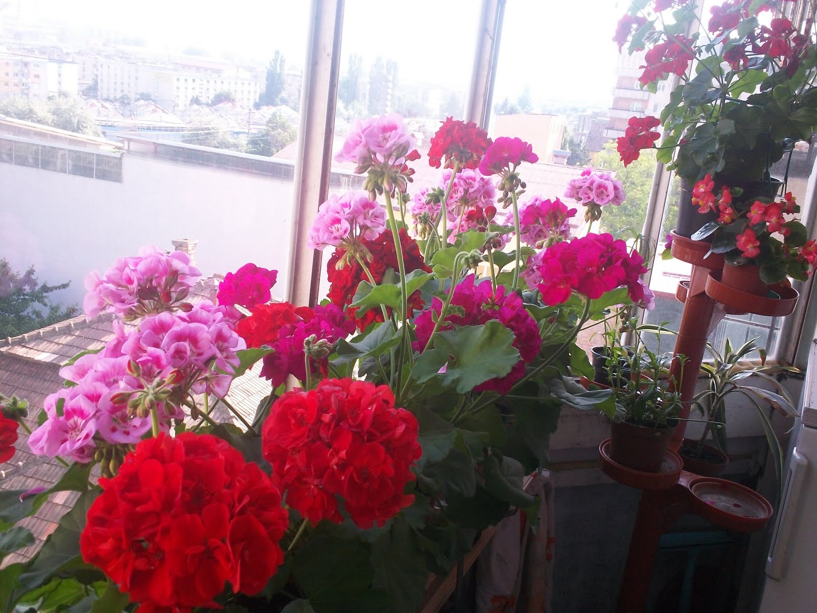Flori de balcon 1 BRICOLAJ GRADINA SFATURI si IDEI