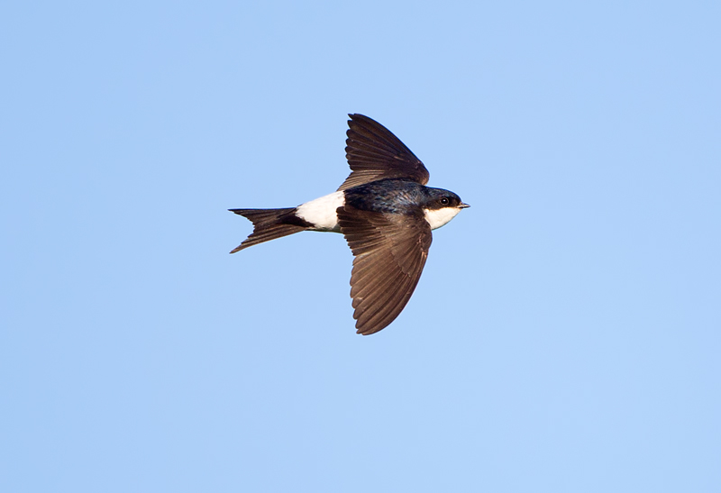 Russ Telfer Wildlife Photography House Martins & Swallows