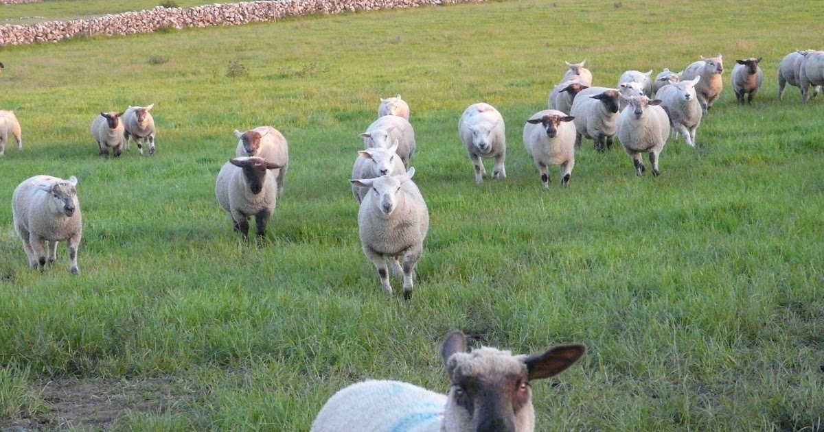 E Coli (Watery Mouth) In Lambs