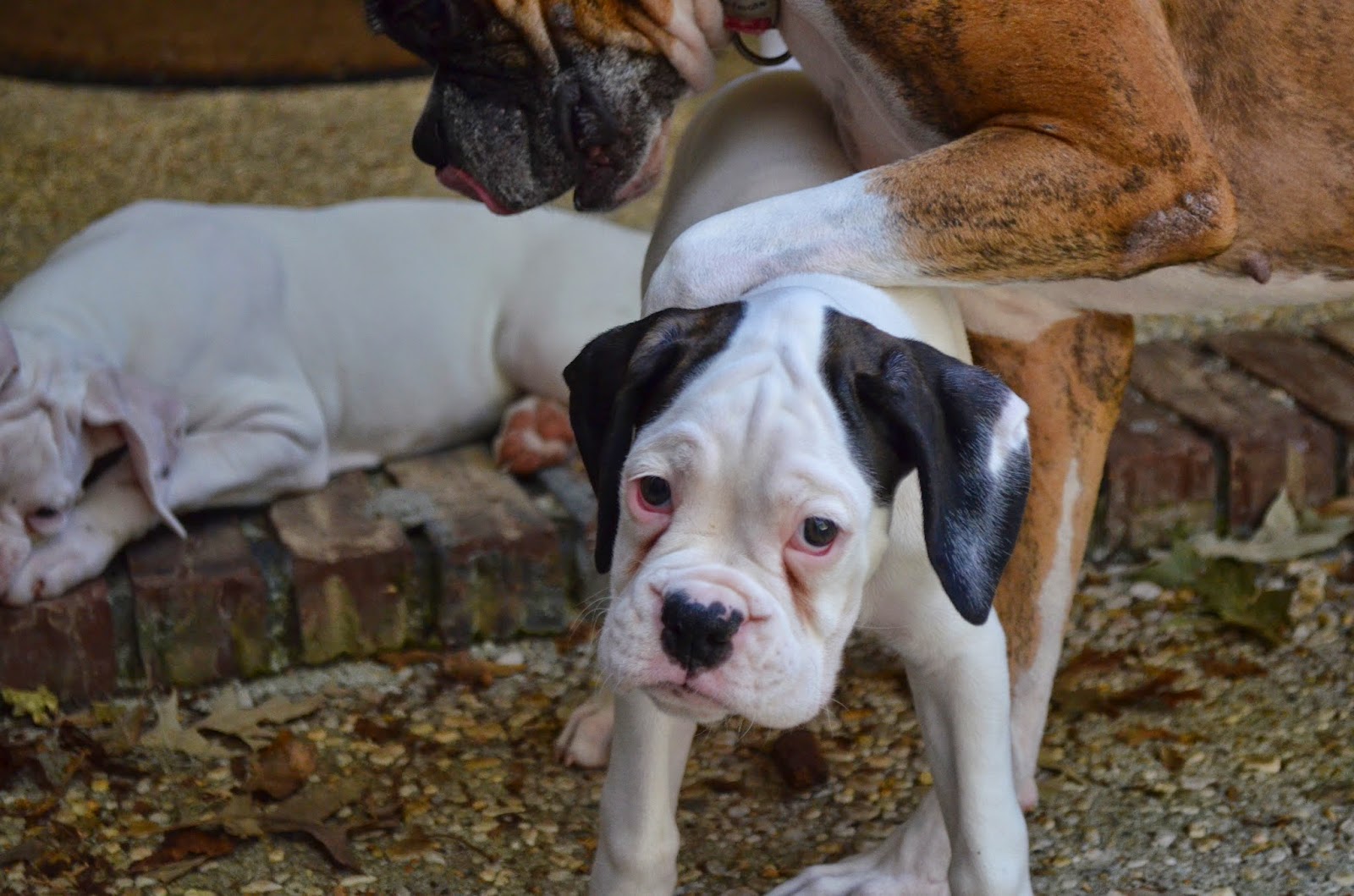 Boxers South Carolina Boxer Puppies are 11 Weeks Old