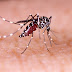 Aedes Aegypti é mais comum no verão: veja os cuidados básicos que ajudam a combatê-lo