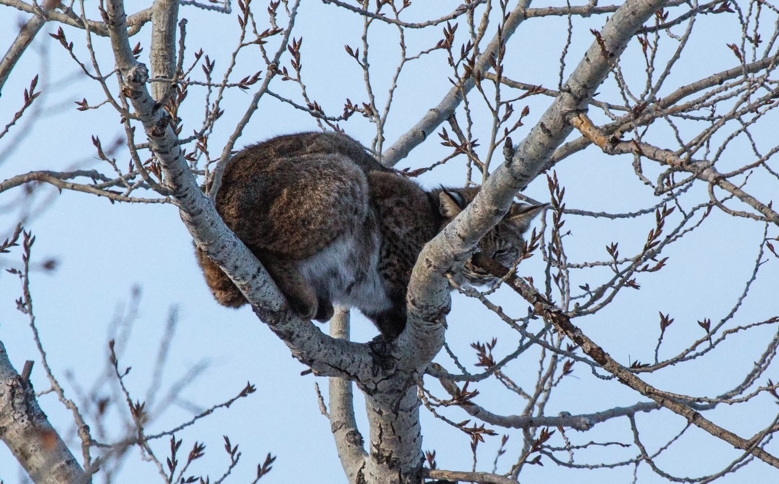 RonNewby Bobcat sleeping in a tree near Carter Lake Loveland, Colorado