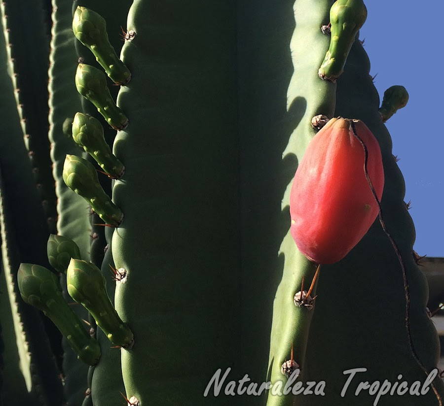 Fruto del cactus Cereus hexagonus