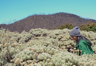 Tegal Alun Papandayan