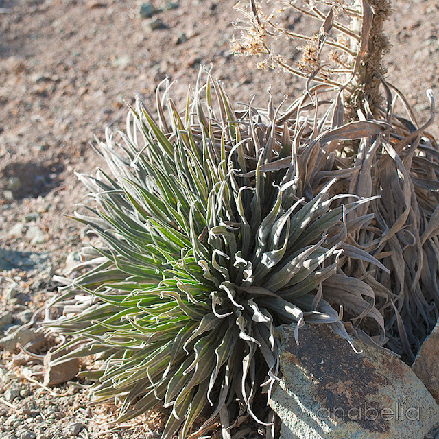 Survivor, Anabelia Craft Design