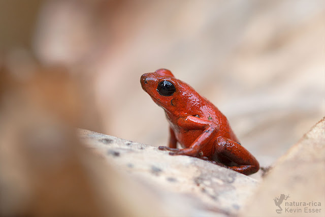 Strawberry Poison Frog - Oophaga pumilio