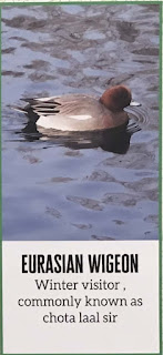  Eurasian Wigeon