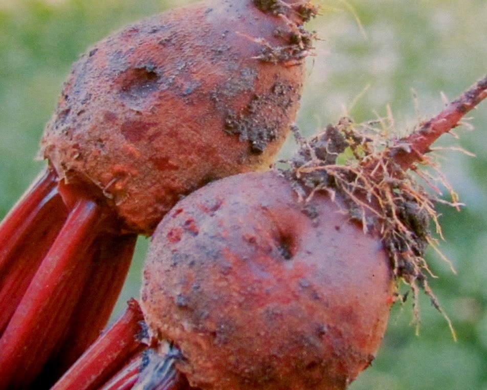 Seed Revolution Now!