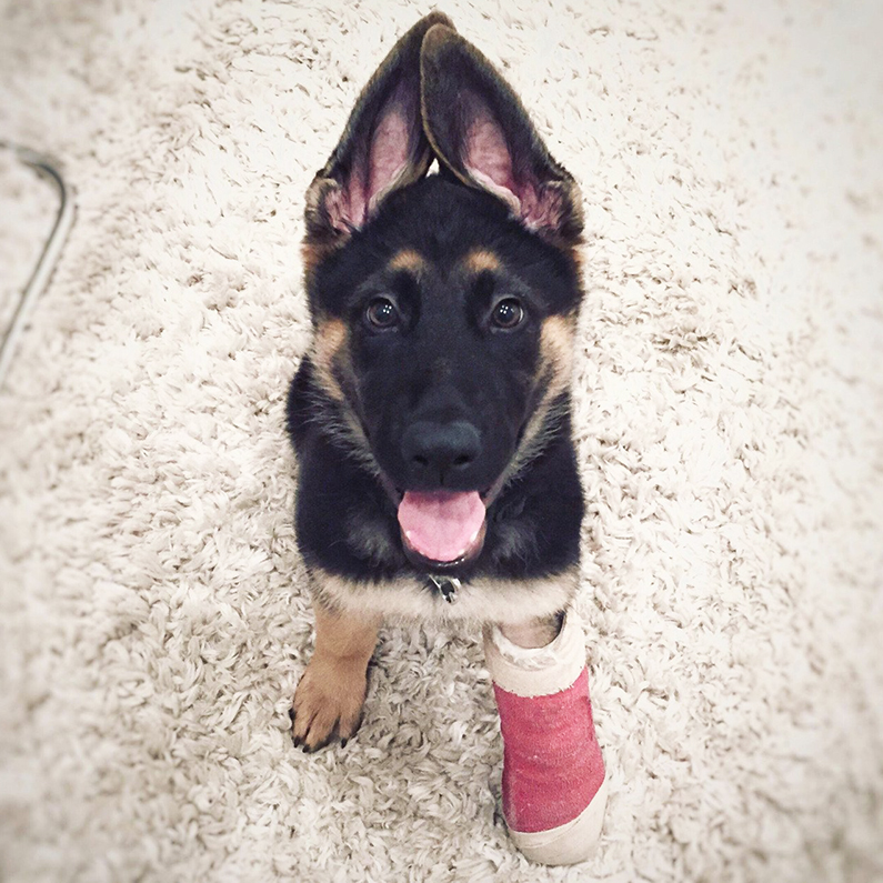 Must Know & Tips about Pet Insurance Australian Dog Lover