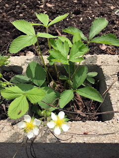 cinder block raised beds, raised beds, cinder blocks, diy, strawberries, strawberry plants, garden, gardening, Anne Butera, My Giant Strawberry