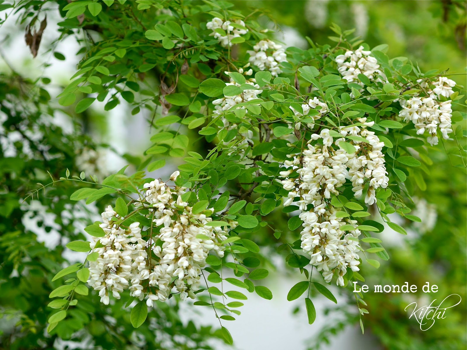 Le Monde De Kitchi Mein Freund Der Baum Robinie