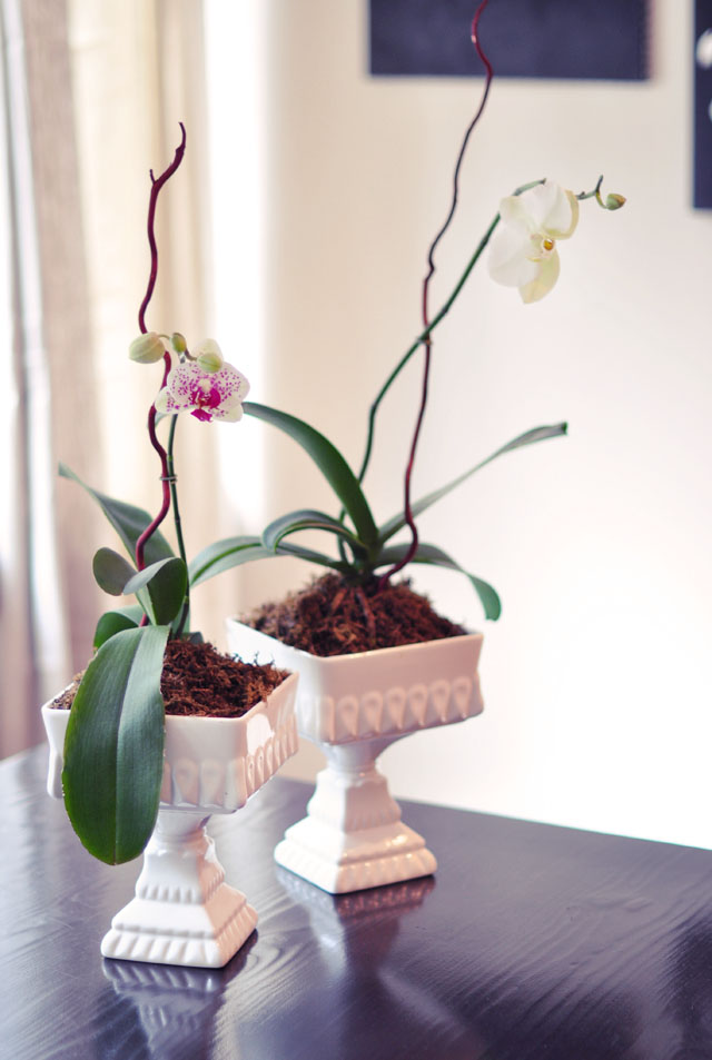 orchid, regrow orchids, blooming orchids