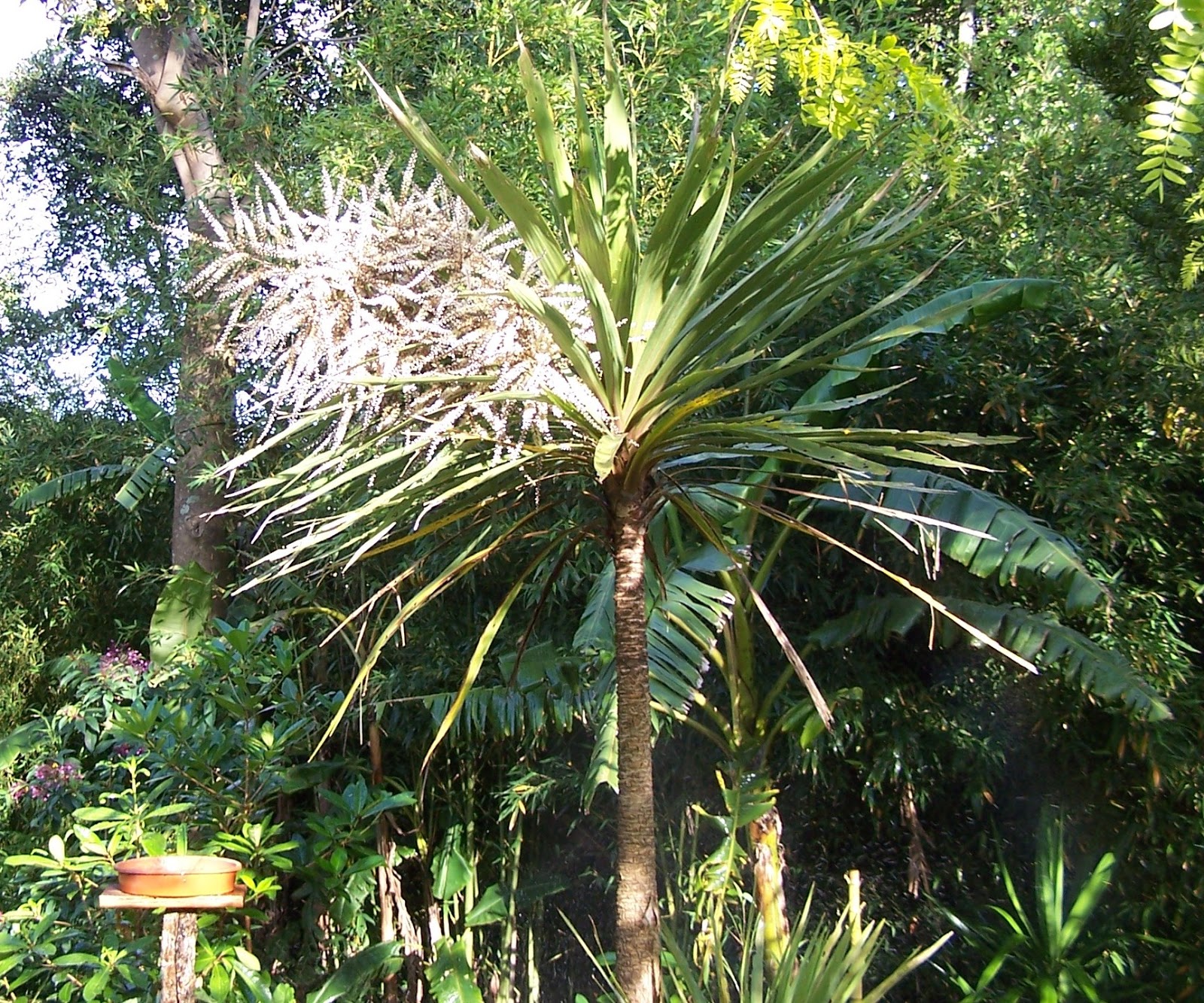 Kamo Lady Cabbage Tree (Cornish Palm)