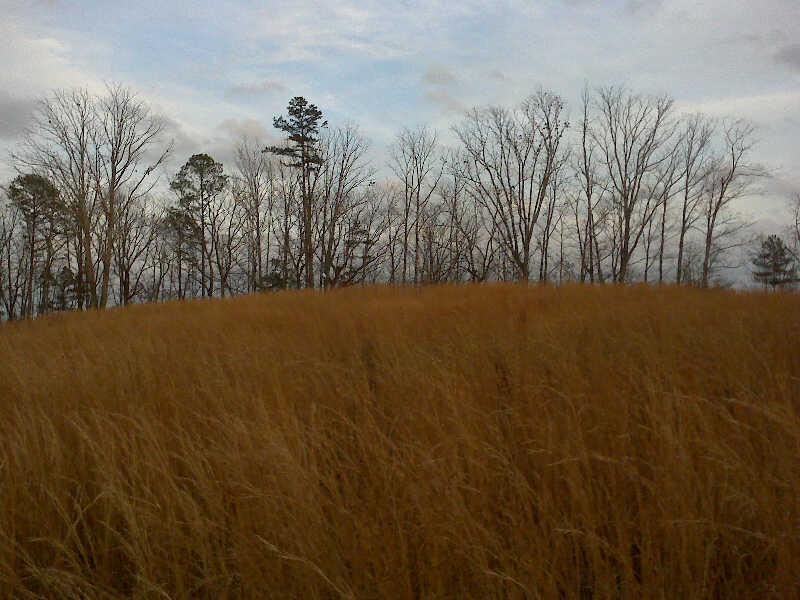 Land for Sale 55.5 Acres on Stone Ridge Dr. White Plains, Alabama