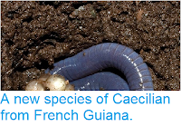 http://sciencythoughts.blogspot.co.uk/2014/05/a-new-species-of-caecilian-from-french.html