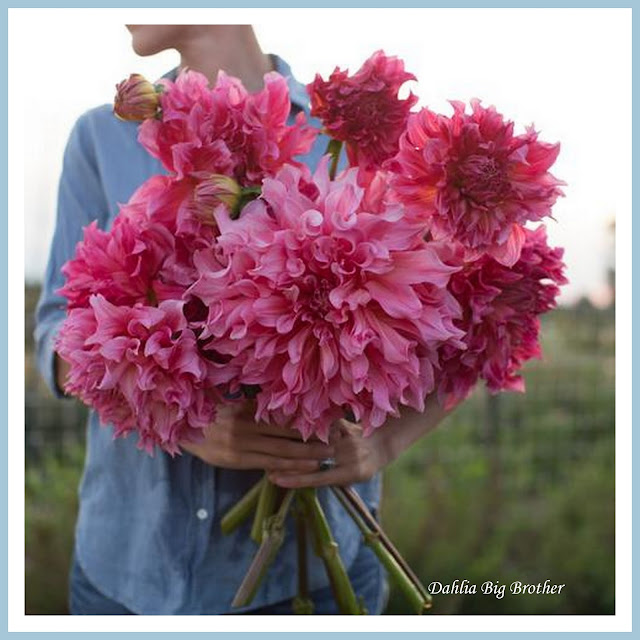 marieke nolsen Floret Flower /FarmerFlorist Collectief