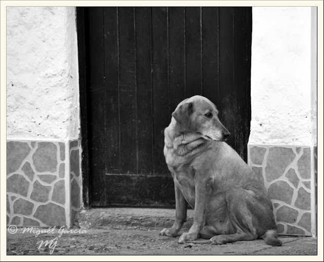 Playa Arica, Lurín (Lima). Perro Callejero