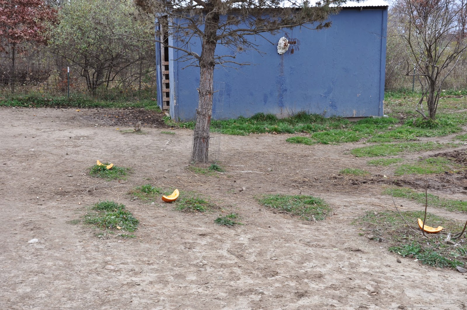 My Miniature Donkeys Pumpkin Treat For Three Donkeys Fooled Ya