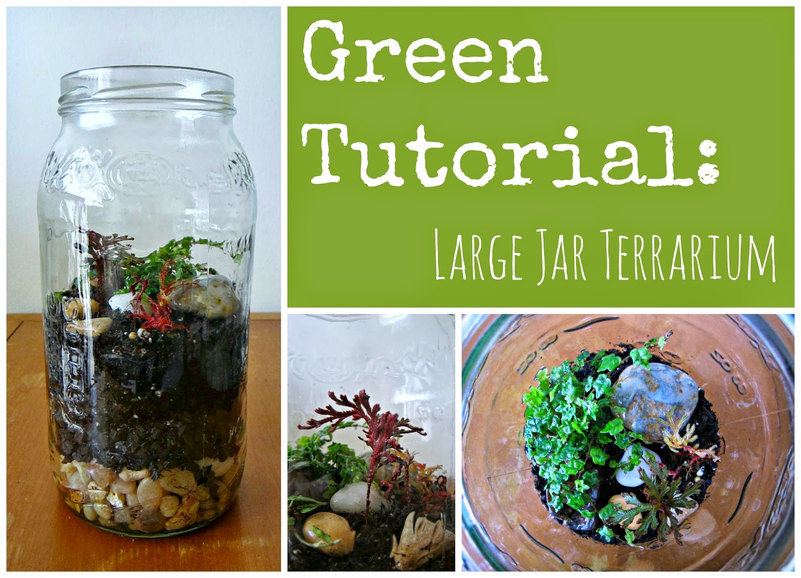 Cbus52 Columbus in a Year Green Tutorial Large Jar Terrarium
