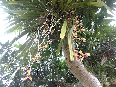 Kebun Bahagia Bersama