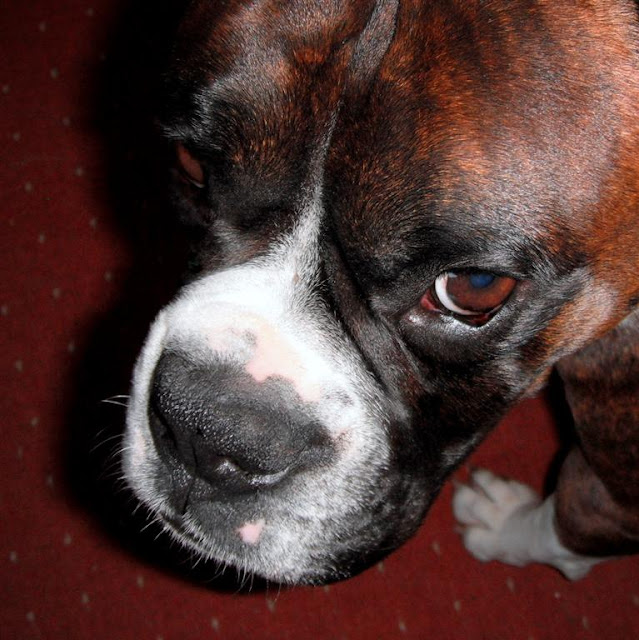 boxer dog portrait   