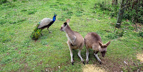Kenguru, riikinkukko, Fota Wildlife Park, Cork