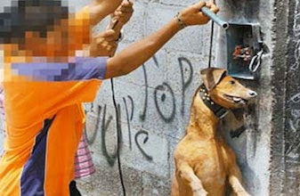 Pobres mascotas: chetumaleños maltratan a sus animales, un año de cárcel para infractores