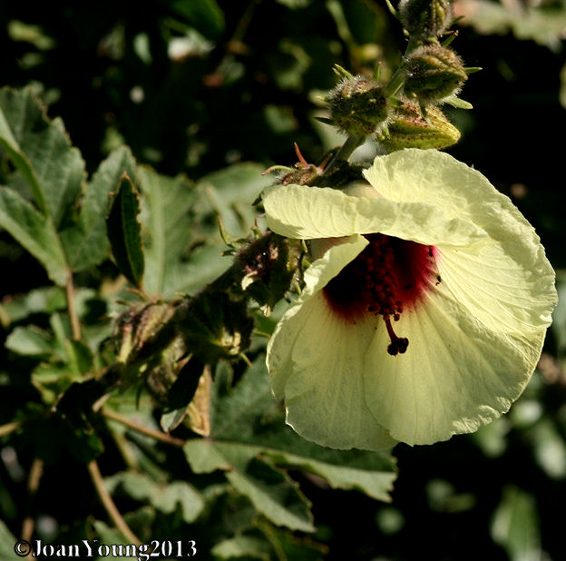 Natures World of Wonder Bush Sorrel (Hibiscus surattensis)