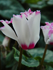 Allan Gardens Conservatory Christmas Flower Show 2014 pink tipped frilly white cyclamen by garden muses-not another Toronto gardening blog