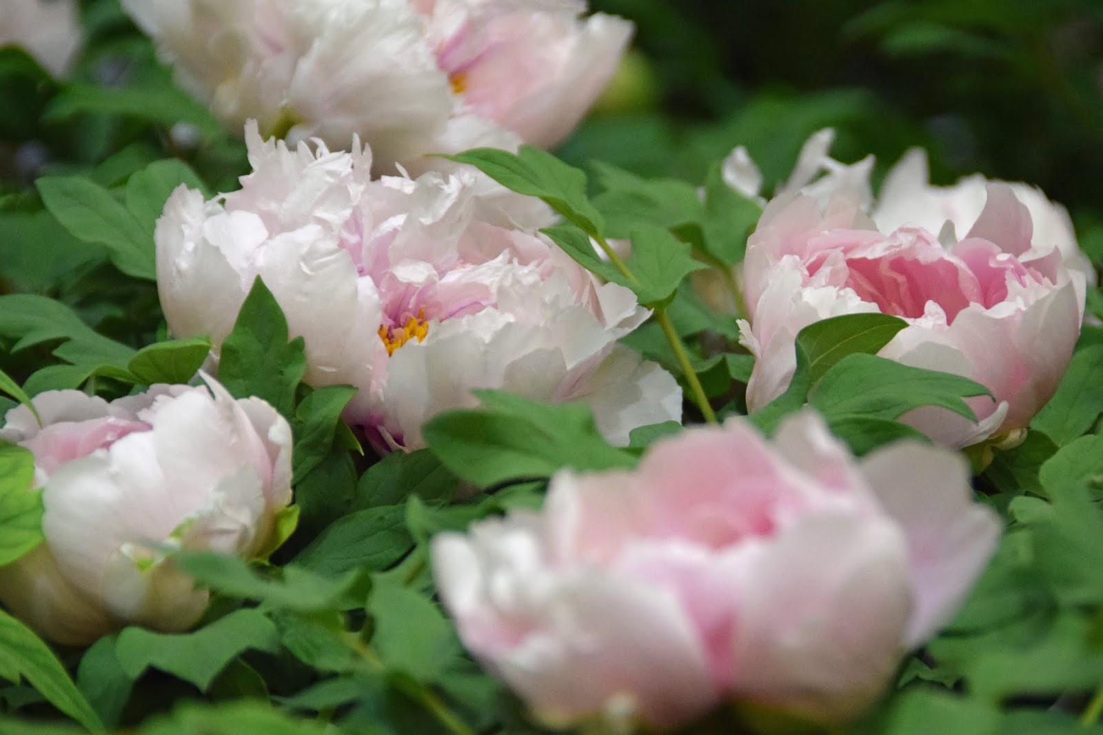 Three Dogs In A Garden Color Essay Number 5 It S A Pink