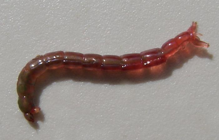 Gambar Bloodworm