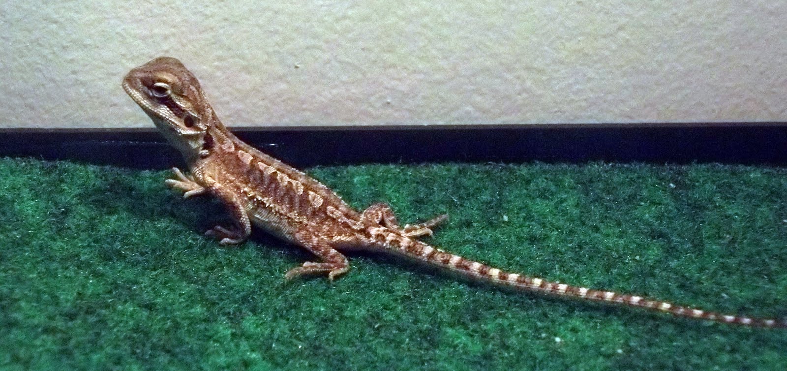 birthday-cake-for-bearded-dragon-5.jpg birthday-cake-for-bearded-dragon-5.jpg