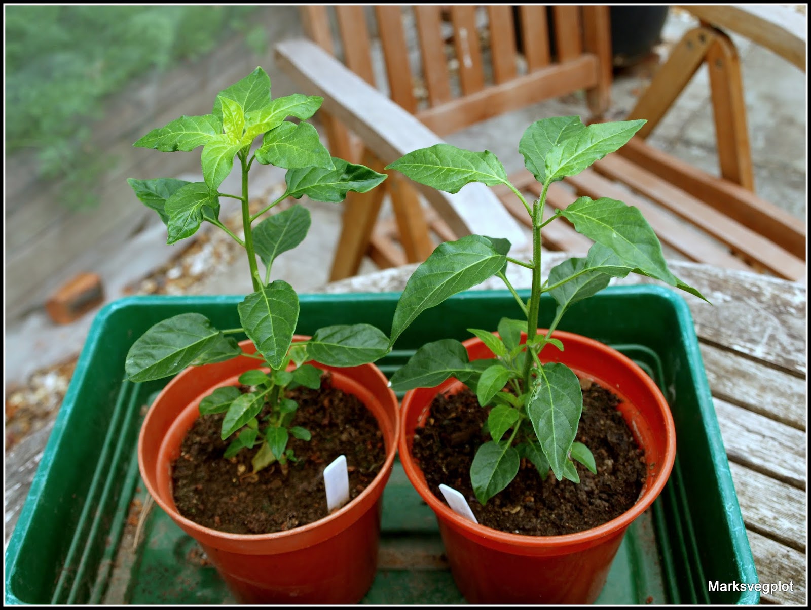 Mark's Veg Plot: Chilli progress report