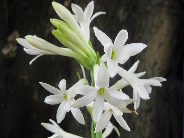 Sampangi Flower Wikipedia In Telugu | Best Flower Site