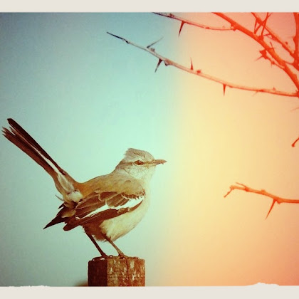"Mockingbirds don't do one thing but make music for us to enjoy... but sing their hearts out for us. That's why it's a sin to kill a mockingbird."
