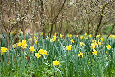 daffodils