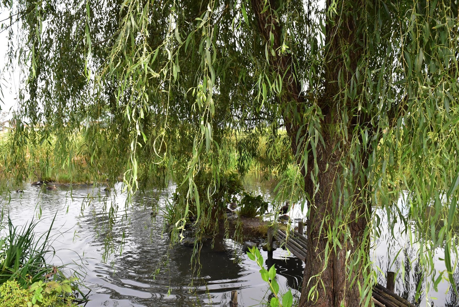 Garden trees in Japan Weeping willow (Shidareyanagi)