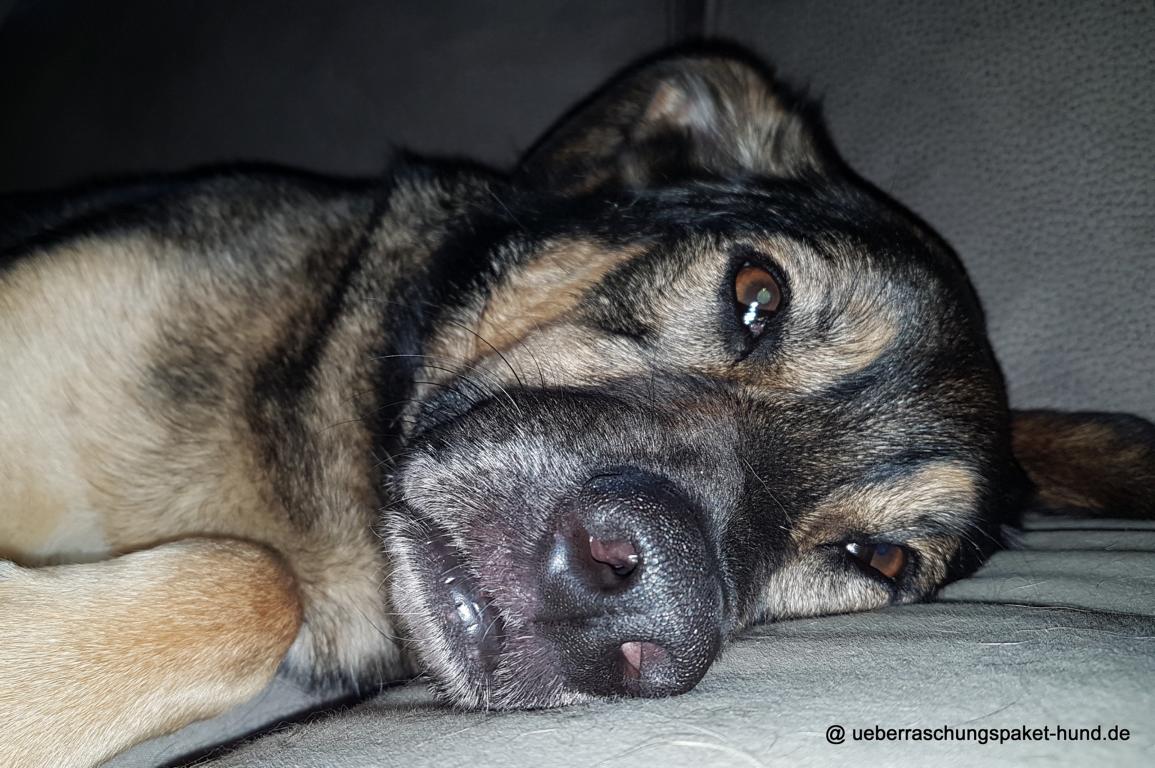 Lustige Bilder Hundemüde