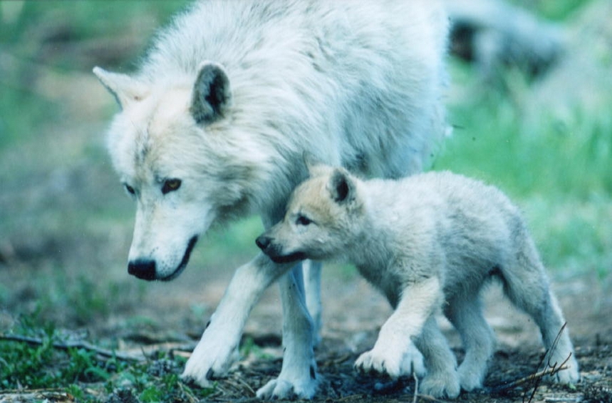 White Wolf : 17 Beautiful Photos of Animal Moms With Their ...
 Cute Baby Arctic Wolf