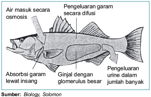 Sistem Ekskresi pada Ikan Air Tawar