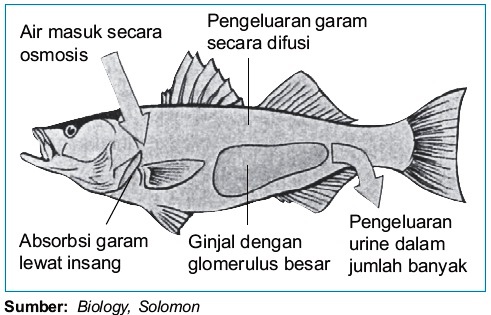 Sistem Ekskresi pada Pisces  Ikan Air Laut dan Tawar