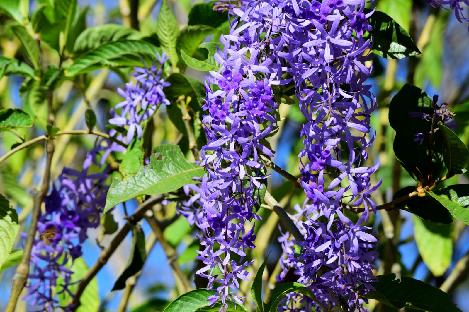 Queen's Wreath Vine Flowers