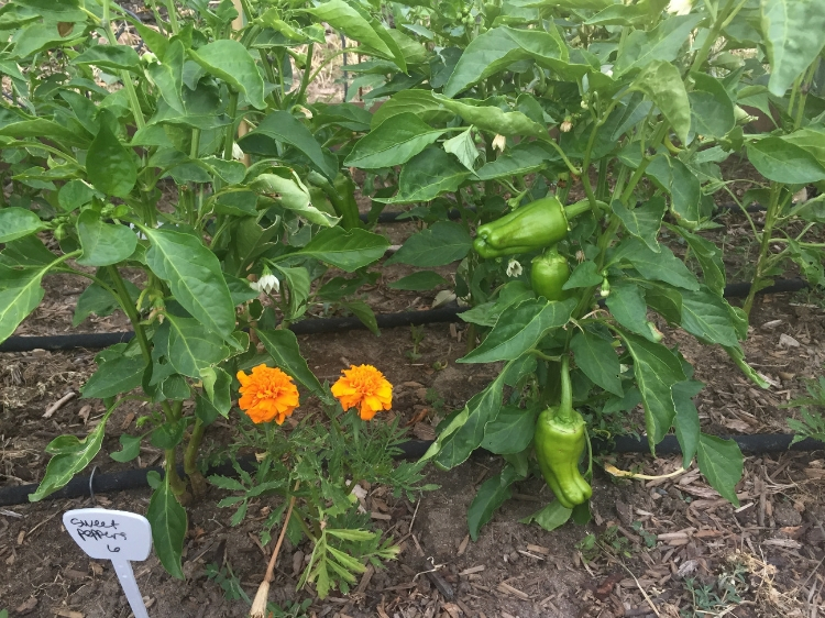 Peppers on the vine // How to Grow Peppers // www.thejoyblog.net