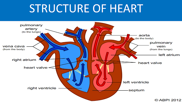 Science8: Semester 1, Chapter 3 - Human circulatory system