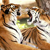 Harimau Pemangsa Pekerja, di Perkebunan Tabung Haji Malaysia Riau, akan Dibius