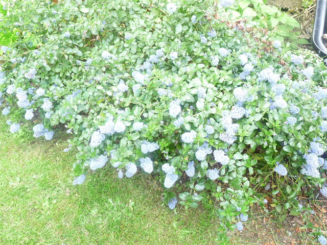 Shrub with blue flowers