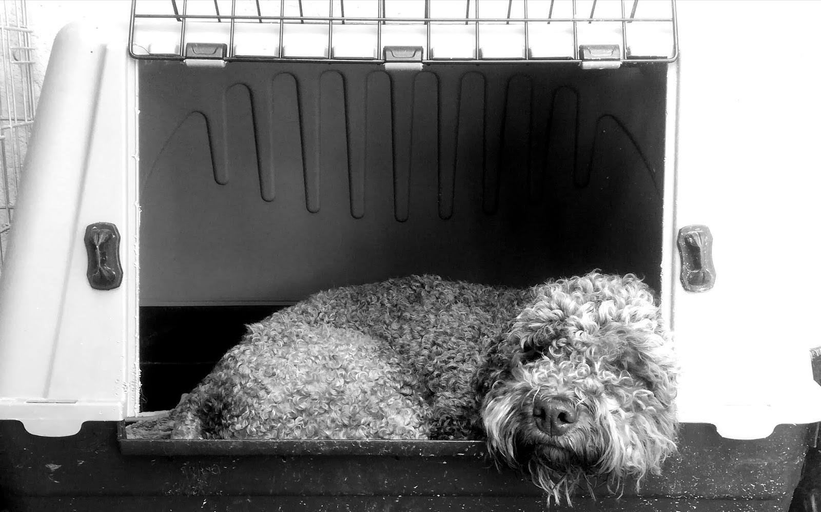 Kennel o no kennel... Questo è il problema.