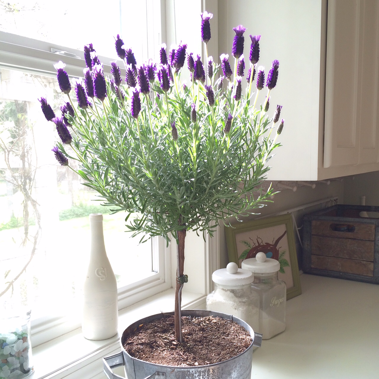 Little Farmstead Sunshine and Lavender...
