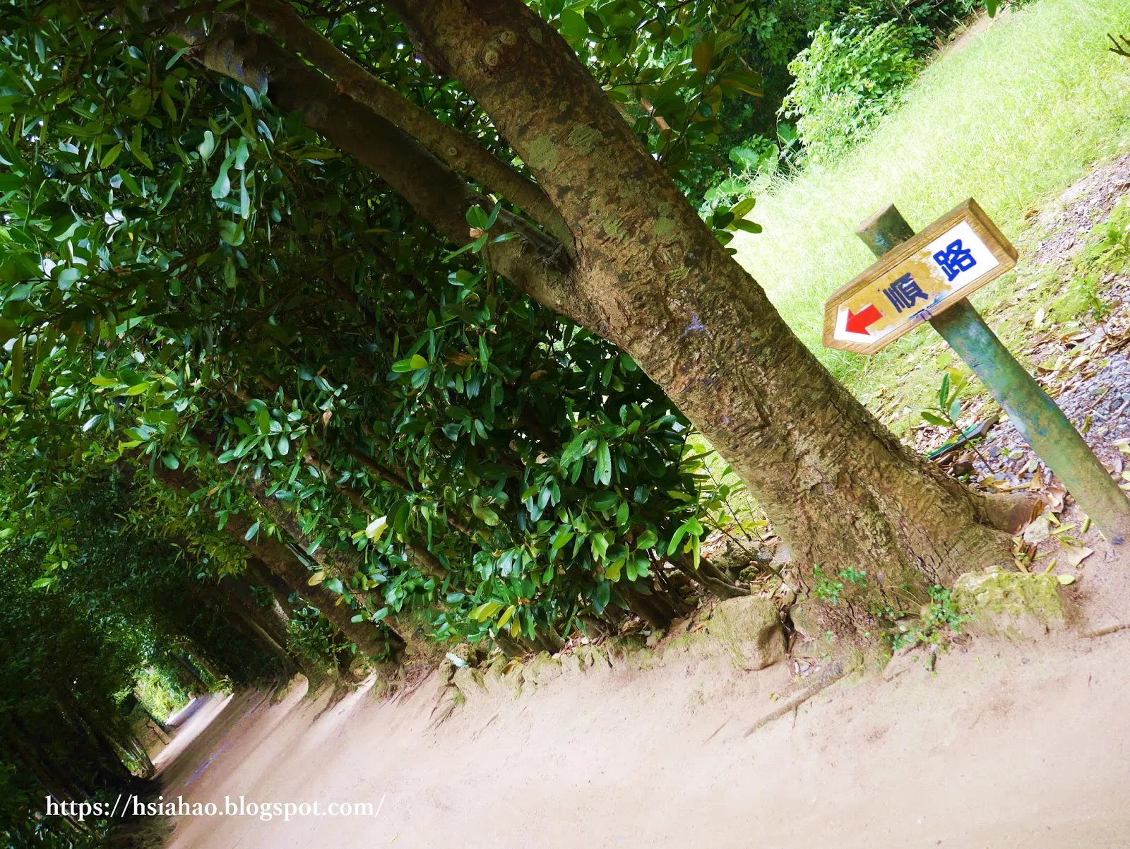 沖繩-海洋博公園-備瀨福木林道-備瀬フク木並木通り-海洋博公園景點-自由行-旅遊-旅行-okinawa-ocean-expo-park-Churaumi